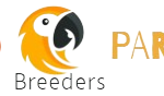 buy cockatiels