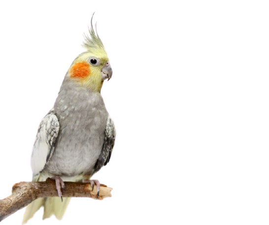 buy cockatiels