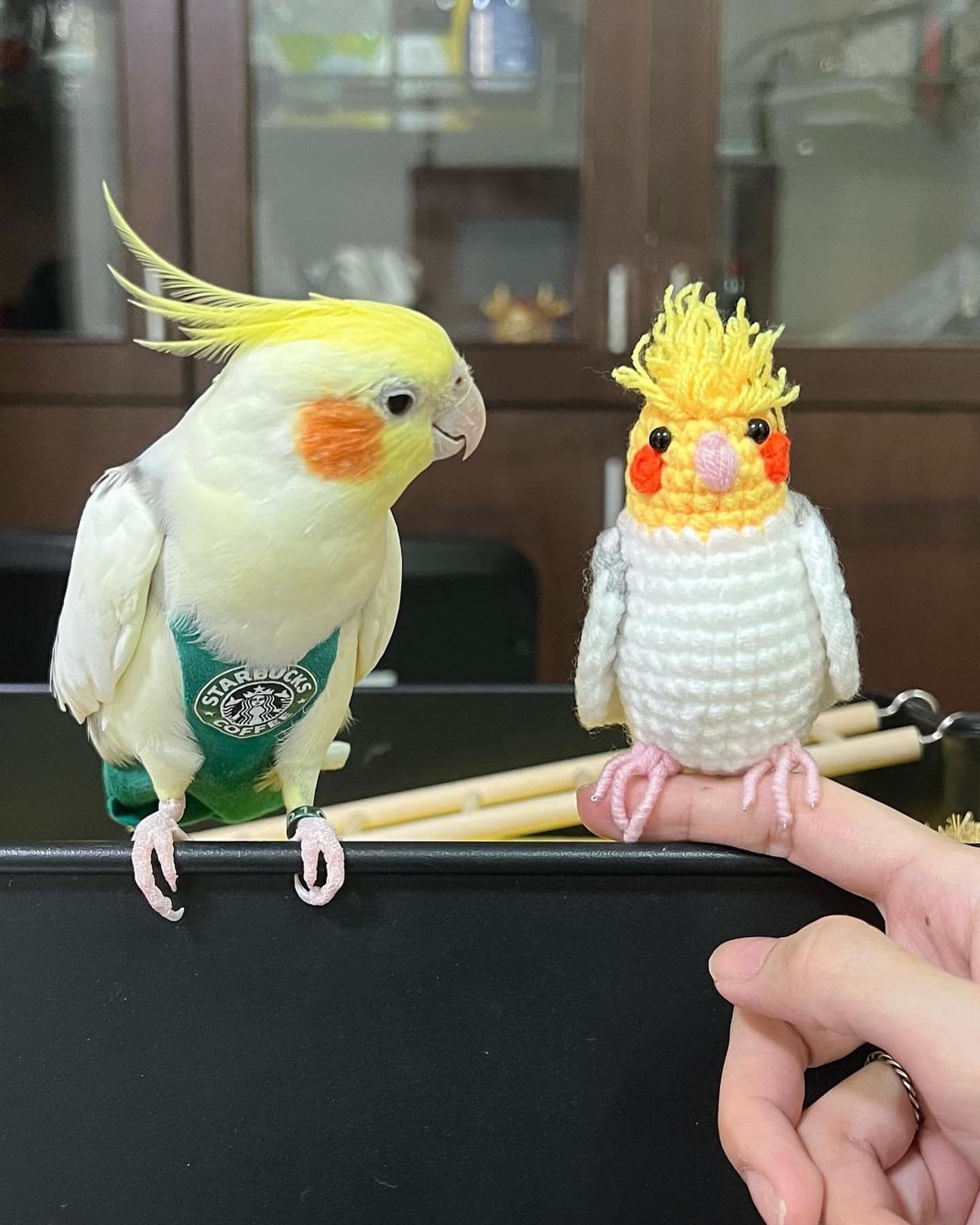 BUGER & LEMON, Male & Female Cockatiel couple - Image 2