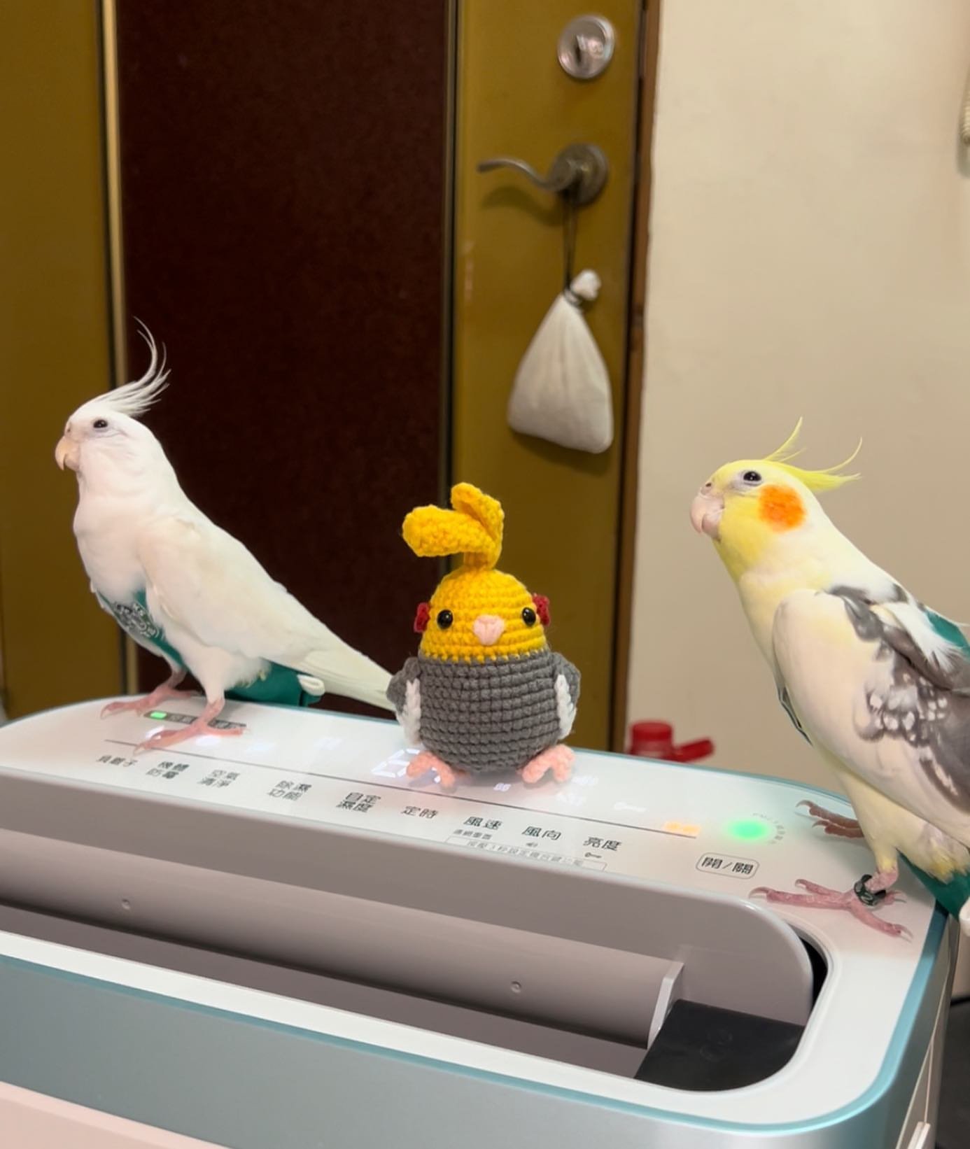 pearl cockatiels for sale