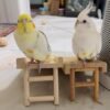 BUGER & LEMON, Male & Female Cockatiel couple - Image 3