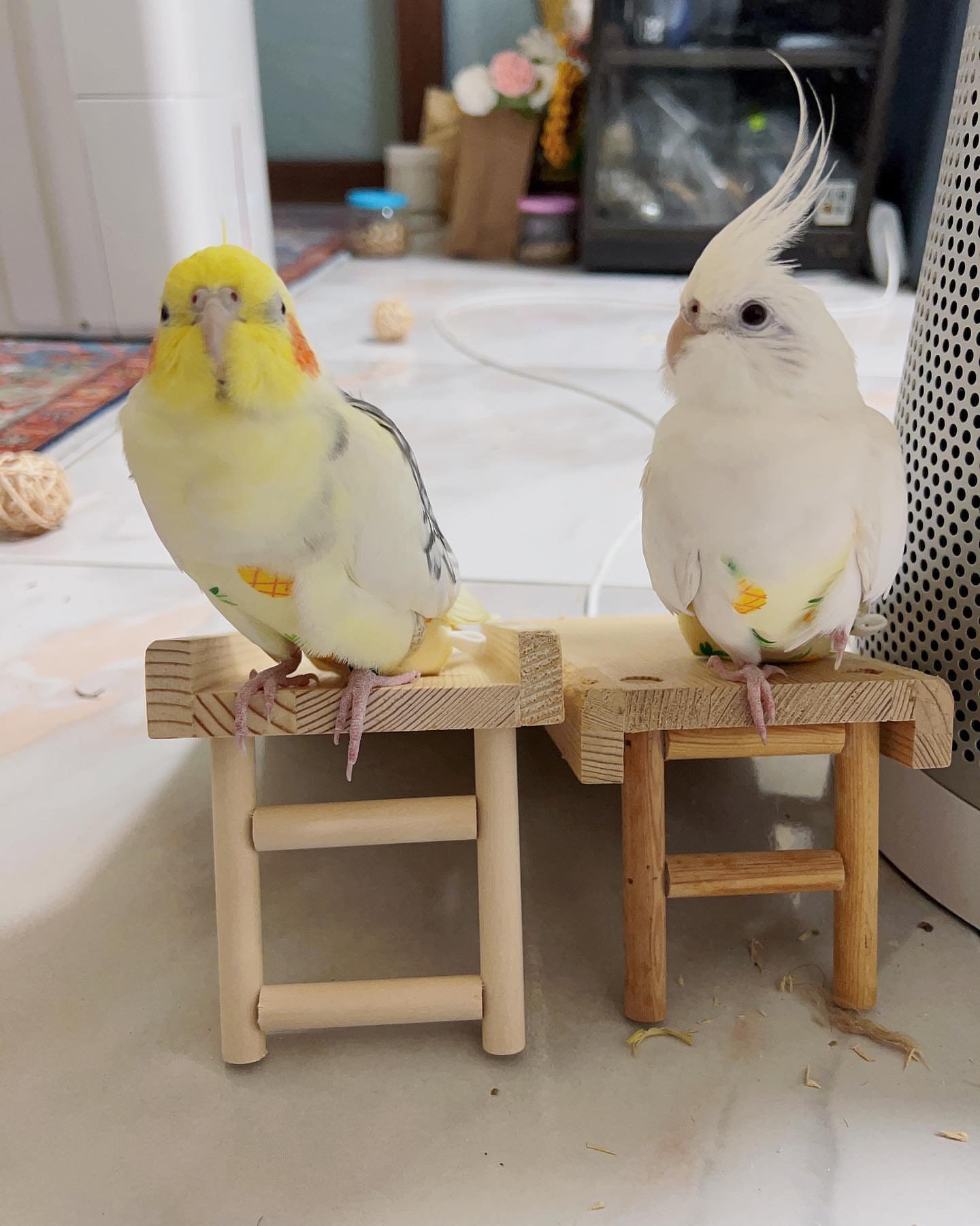 BUGER & LEMON, Male & Female Cockatiel couple - Image 3