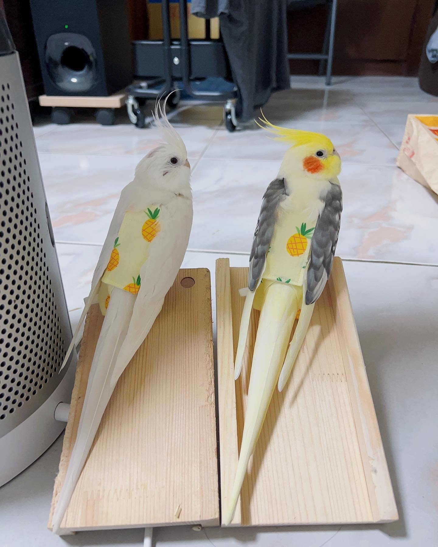 BUGER & LEMON, Male & Female Cockatiel couple - Image 4