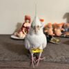 BUGER & LEMON, Male & Female Cockatiel couple - Image 5