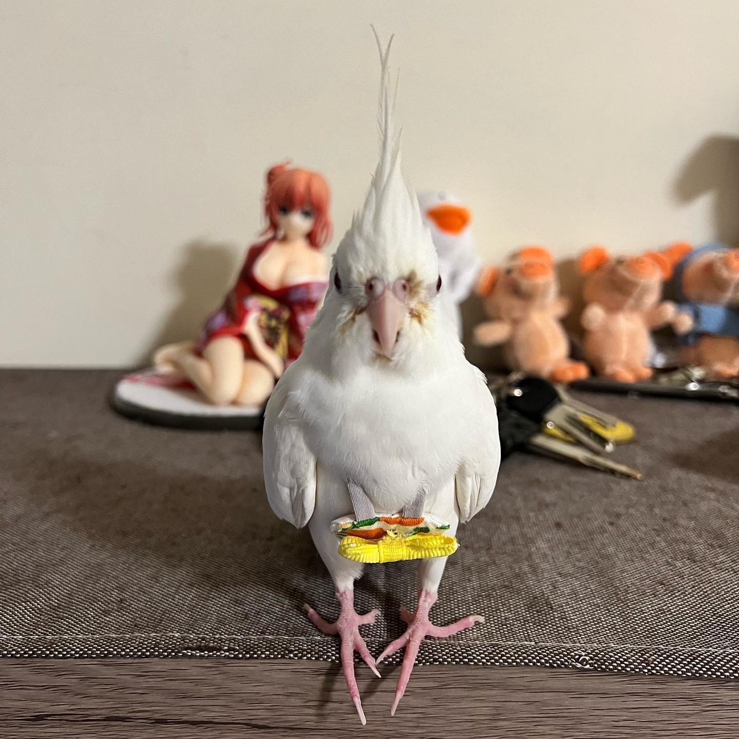 BUGER & LEMON, Male & Female Cockatiel couple - Image 5