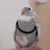 SESAME & Fein, female and male cockatiel couple - Image 2