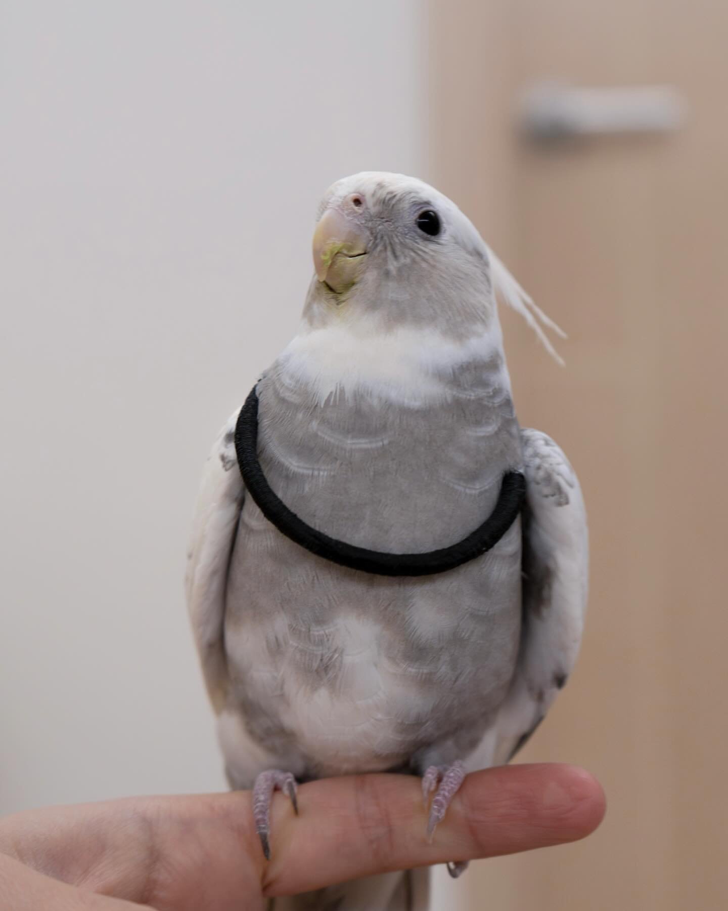 SESAME & Fein, female and male cockatiel couple - Image 2