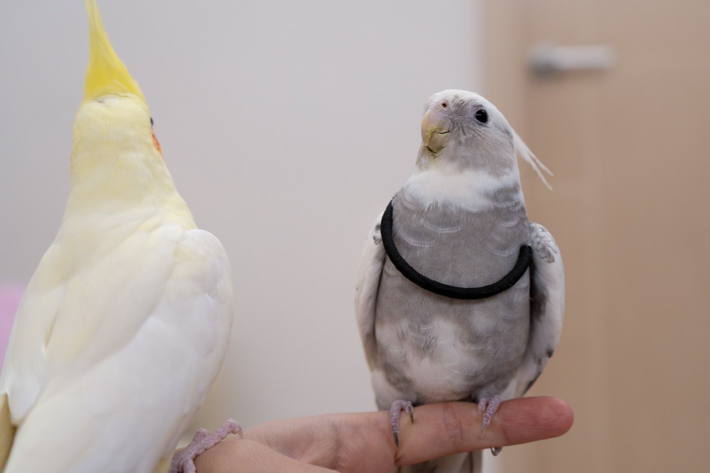 SESAME & Fein, female and male cockatiel couple - Image 3