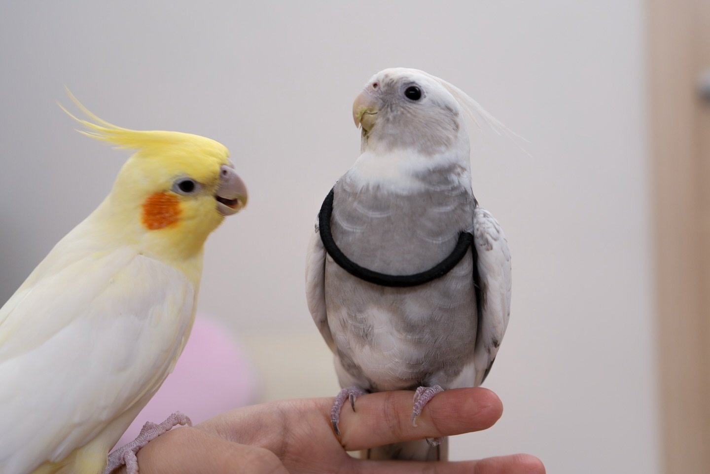 SESAME & Fein, female and male cockatiel couple - Image 4