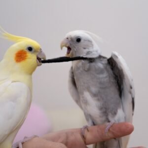 pied cockatiels for sale
