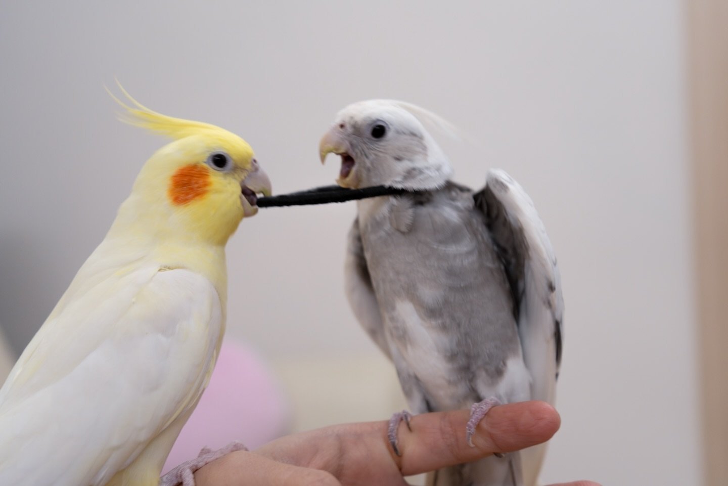 pied cockatiels for sale