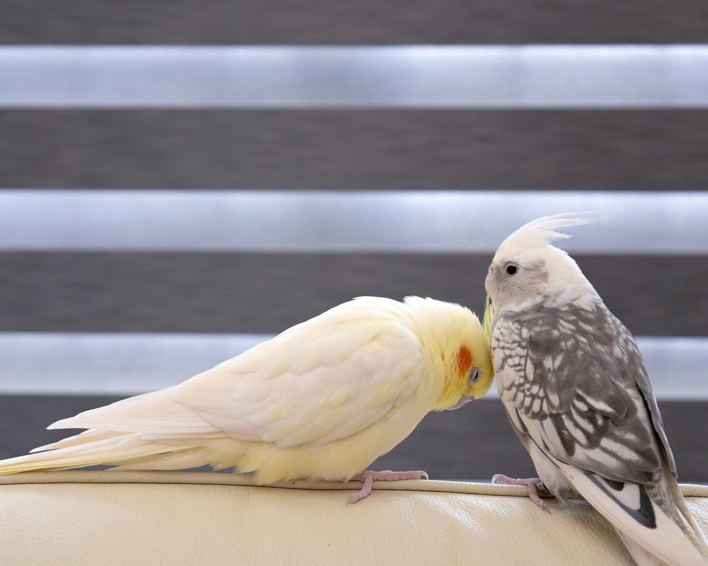 SESAME & Fein, female and male cockatiel couple - Image 5