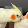 CHICKPEA & MANGO, female & male Cockatiel couples - Image 3
