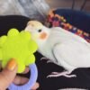MR. COOKIE, Male cockatiel bird - Image 2