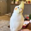 MR. COOKIE, Male cockatiel bird - Image 3