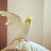 MR. COOKIE, Male cockatiel bird - Image 4