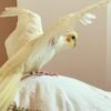 MR. COOKIE, Male cockatiel bird - Image 5