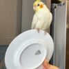 Male Cockatiels for Sale