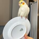 Male Cockatiels for Sale
