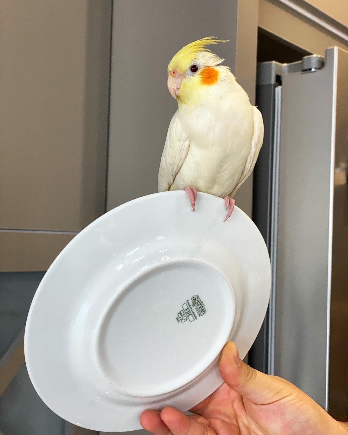 Male Cockatiels for Sale