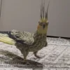 Georgy, female cockatiel bird - Image 3
