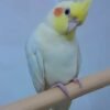 Kiwi, female cockatiel bird - Image 4