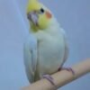 Cockatiel Parrots for Sale Near Me