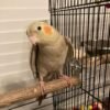 Evie, female cockatiel bird - Image 4