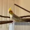 Cockatiels for sale