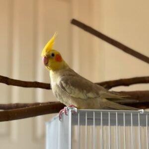 Cockatiels for sale