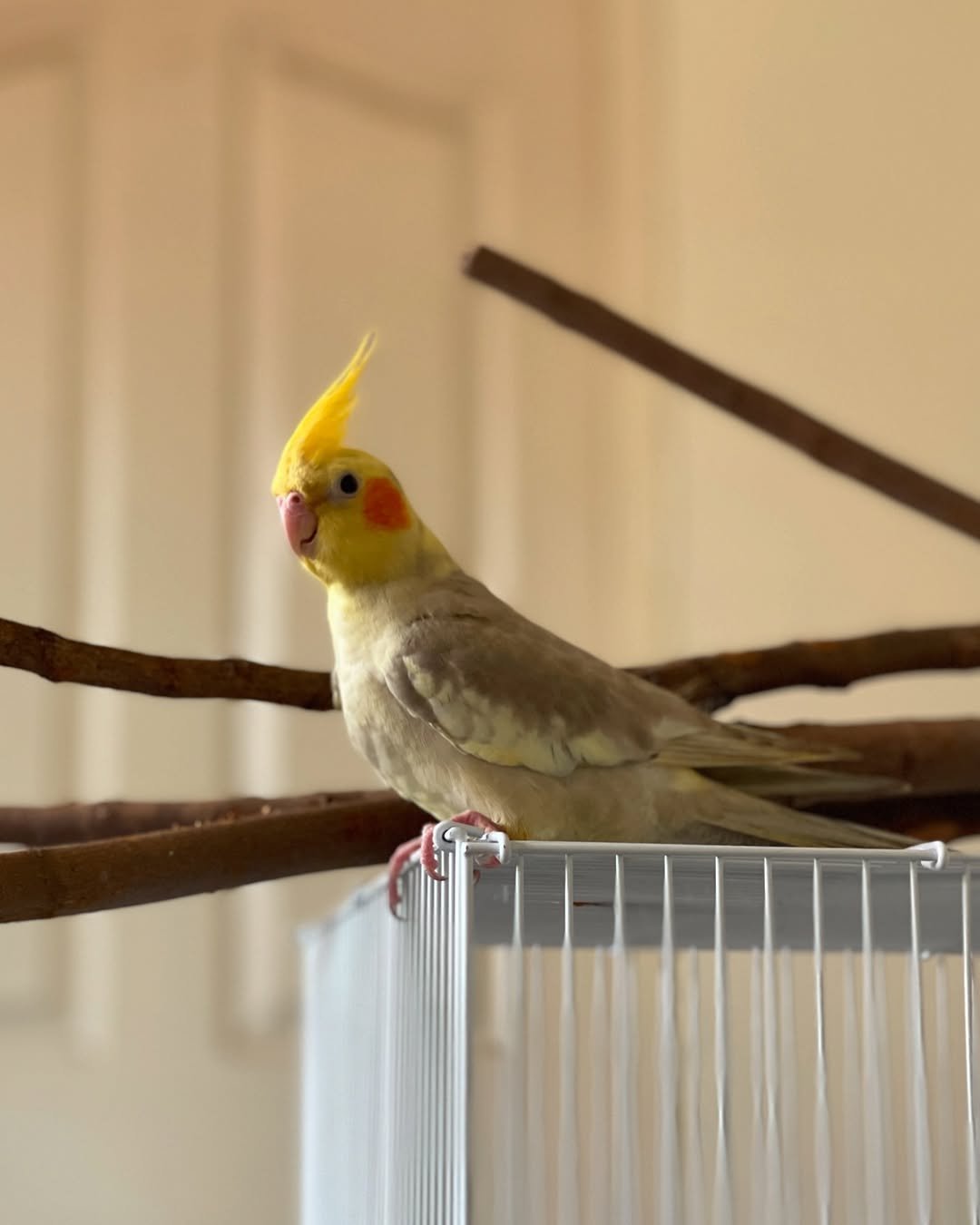 Cockatiels for sale