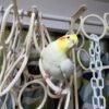 Chiho, male cockatiel bird - Image 3