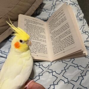 Cockatiels for Sale Near Me