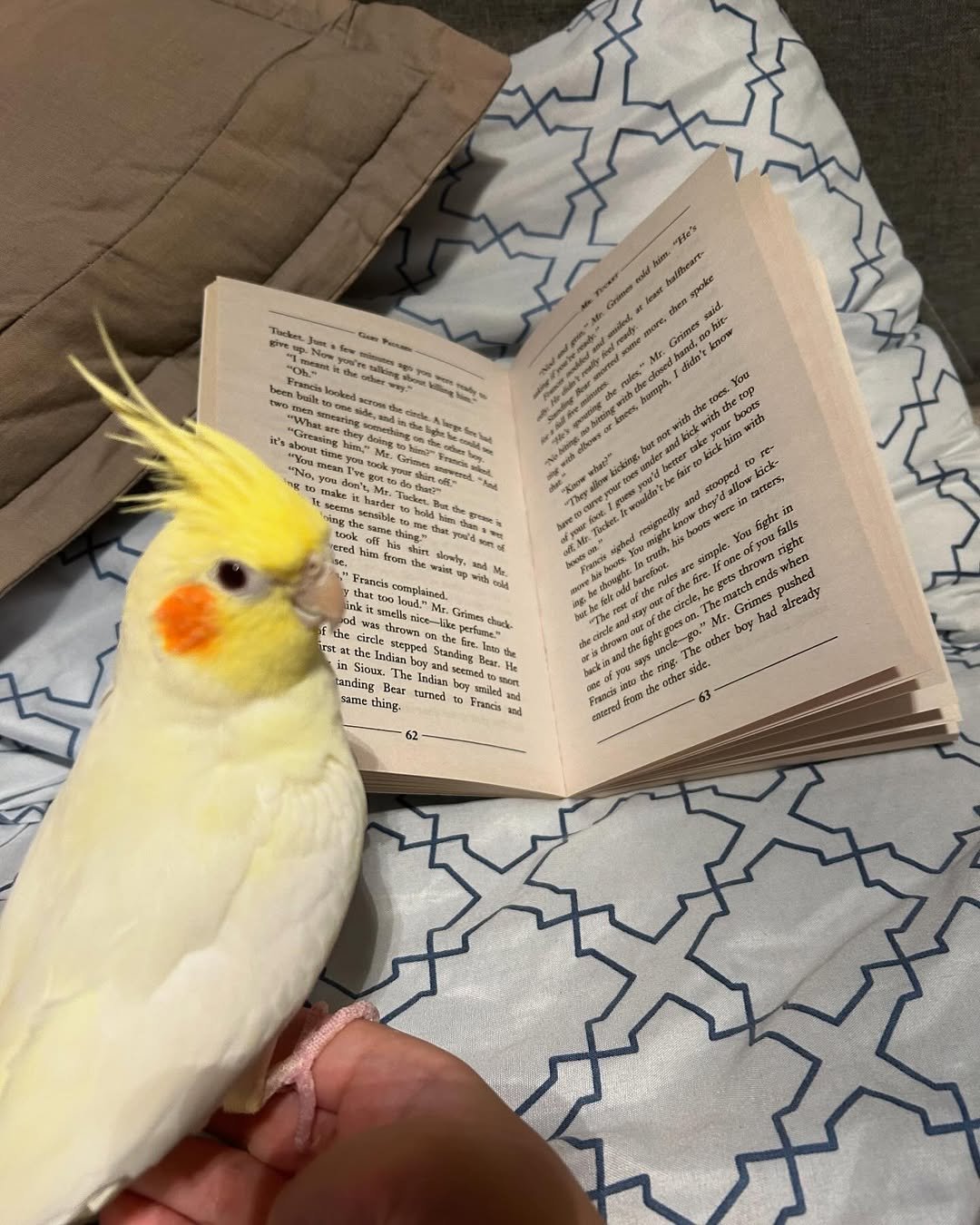 Cockatiels for Sale Near Me