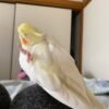Okame, male cockatiel bird - Image 2