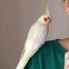 Okame, male cockatiel bird - Image 3