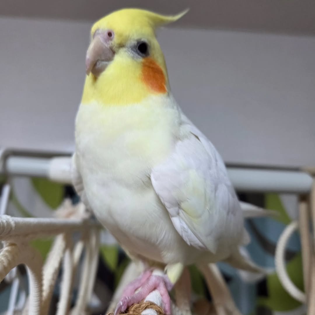 Cockatiel Birds for Sale