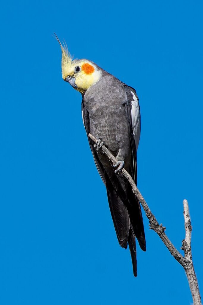 Can cockatiels be trained to do tricks