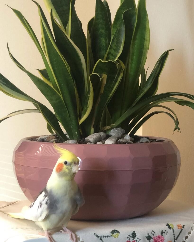 How often do cockatiels need to bathe