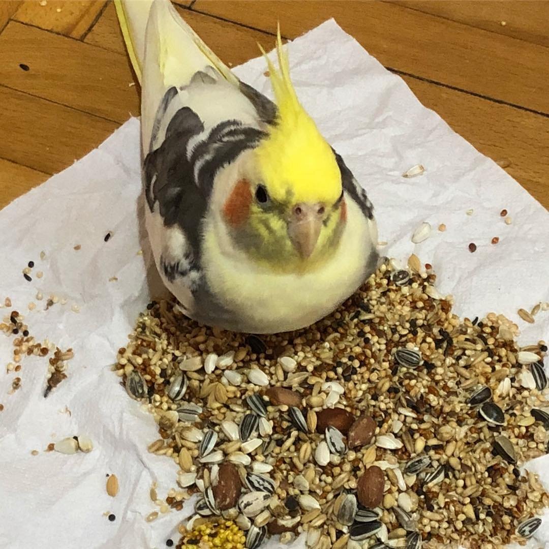 Cockatiel Photos