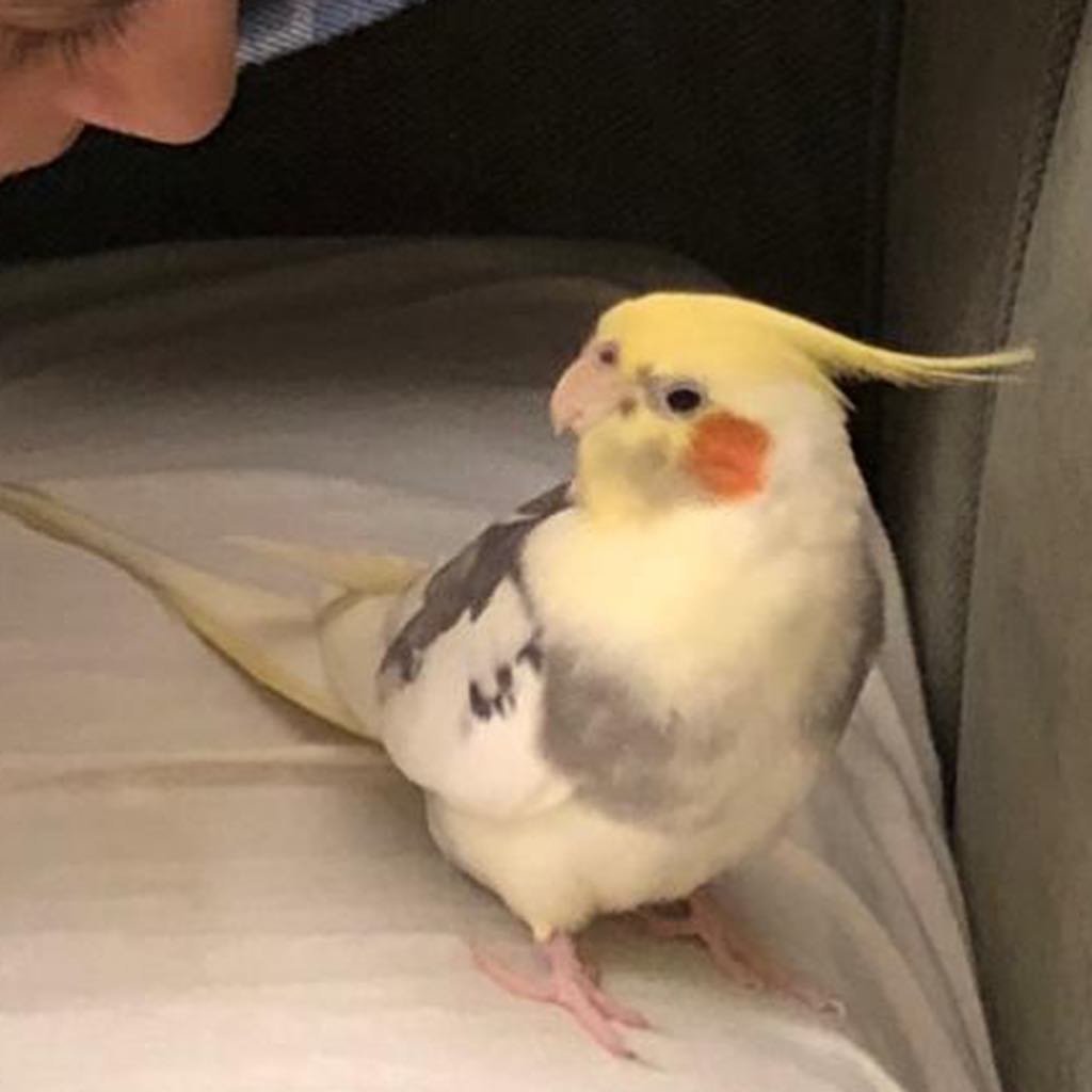 Lifetime Guidance for Cockatiel Owners