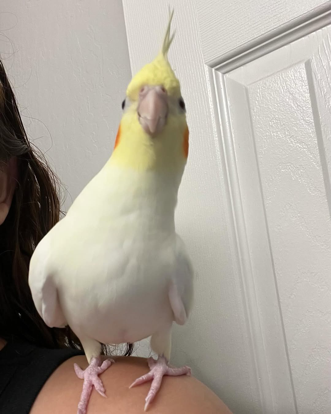 white cockatiel for sale