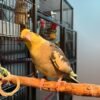 cockatiel for sale online