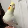 white cockatiel for sale