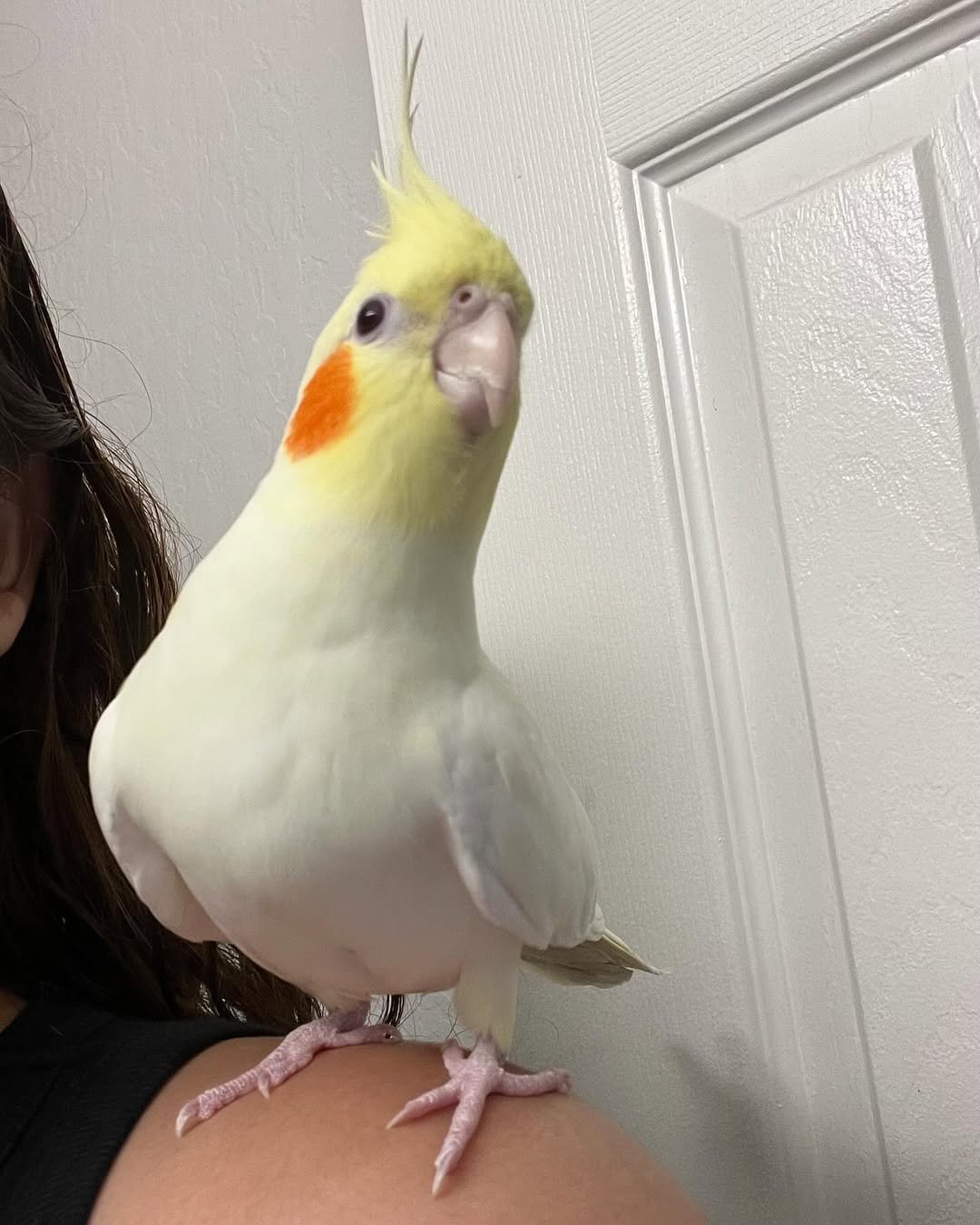 white cockatiel for sale