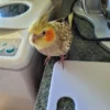 baby cockatiel for sale near me