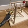 female Cockatiels for Sale