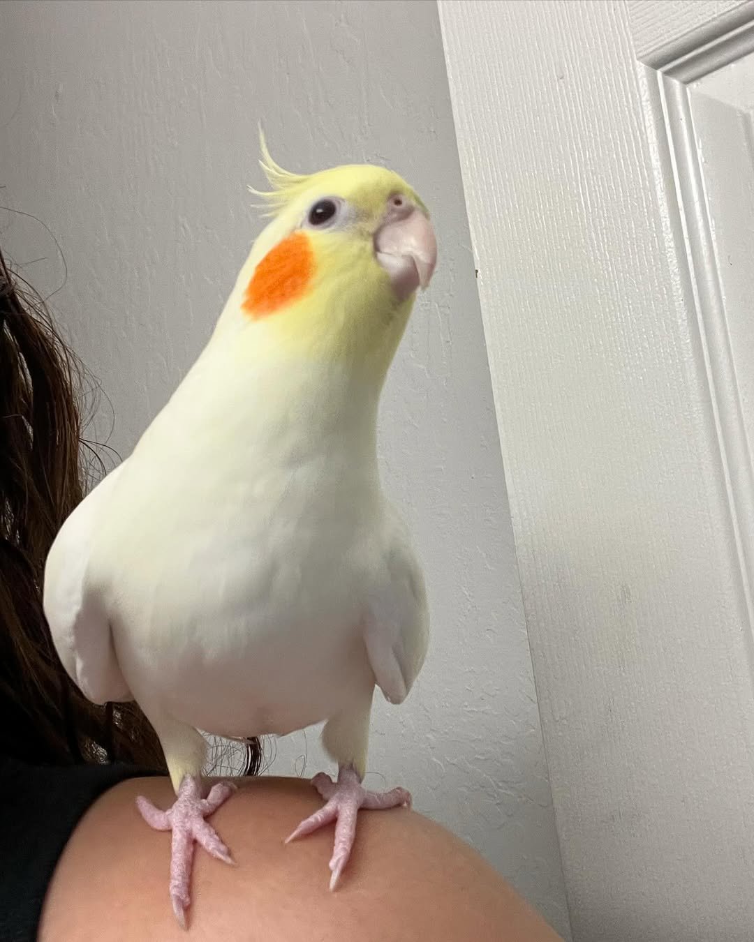 white cockatiel for sale