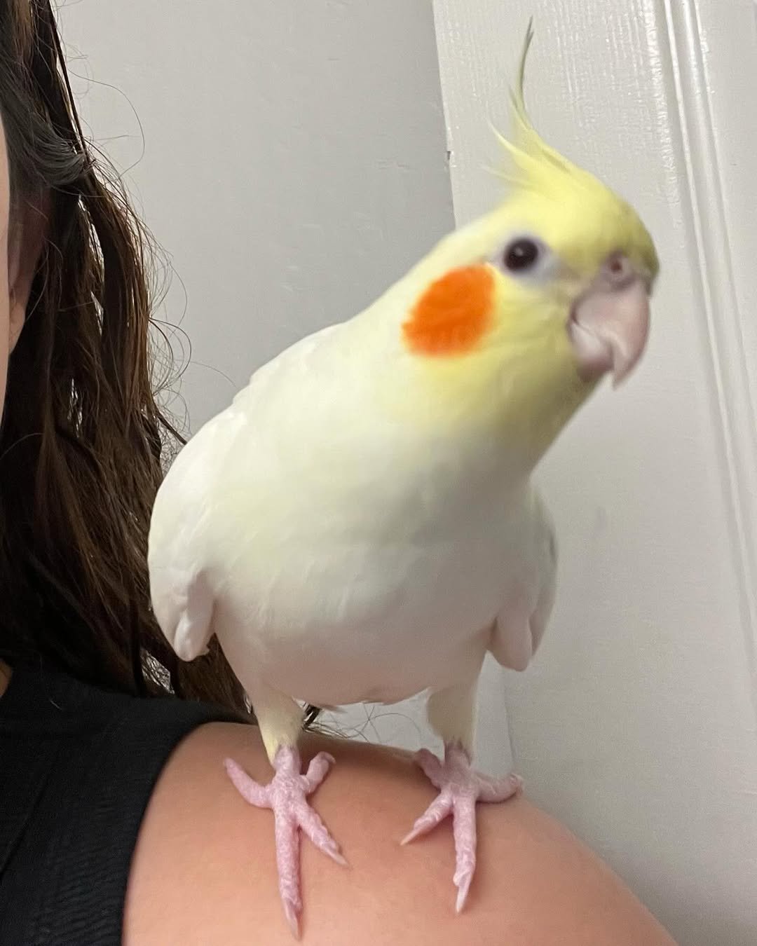 white cockatiel for sale