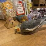 female Cockatiels for Sale